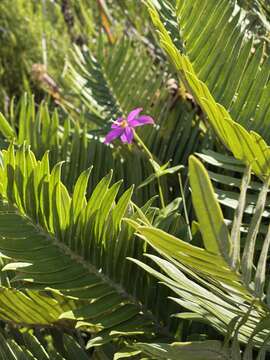 Imagem de Chironia melampyrifolia Lam.