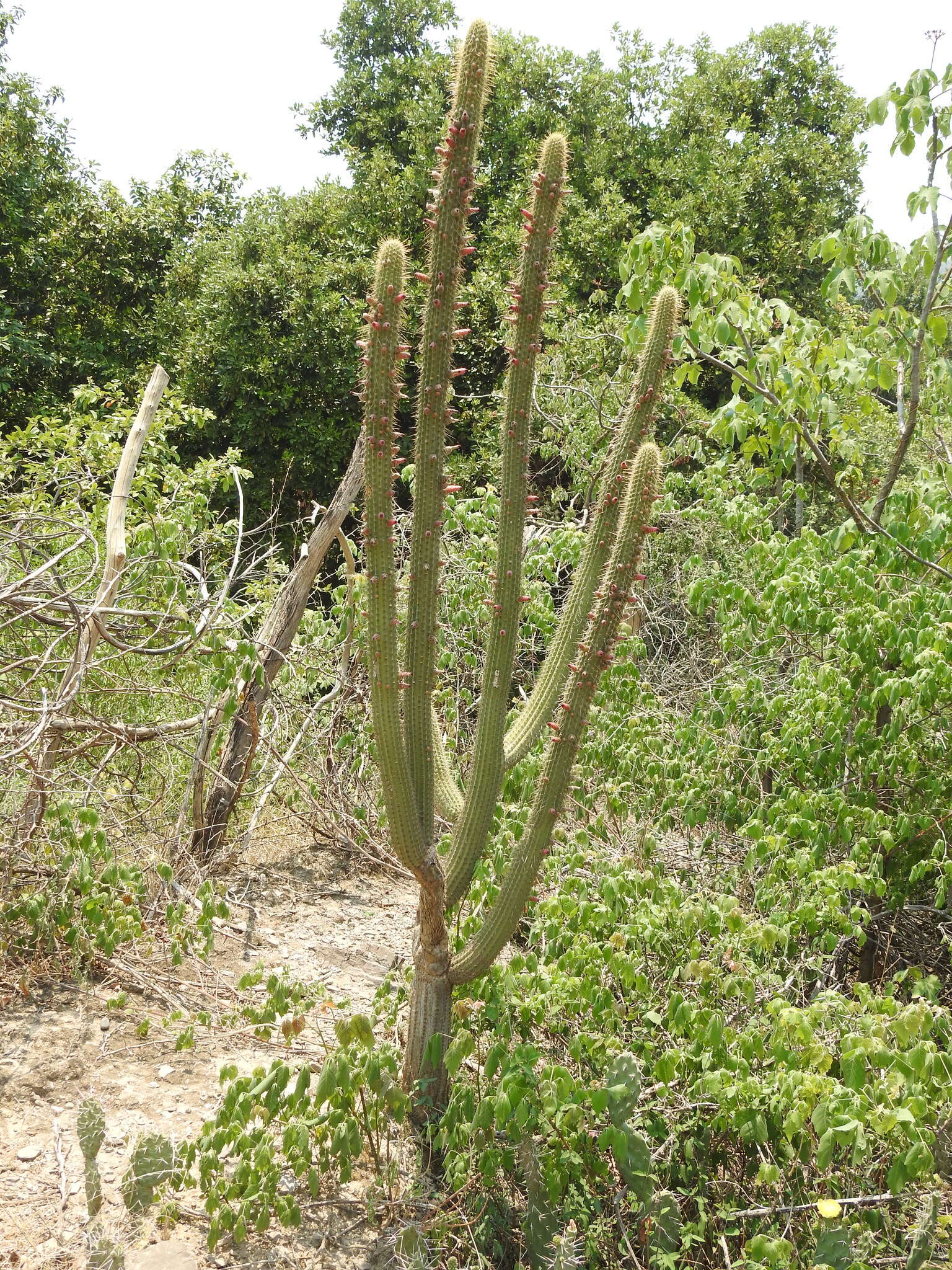 Plancia ëd Cleistocactus parviflorus (K. Schum.) Rol.-Goss.