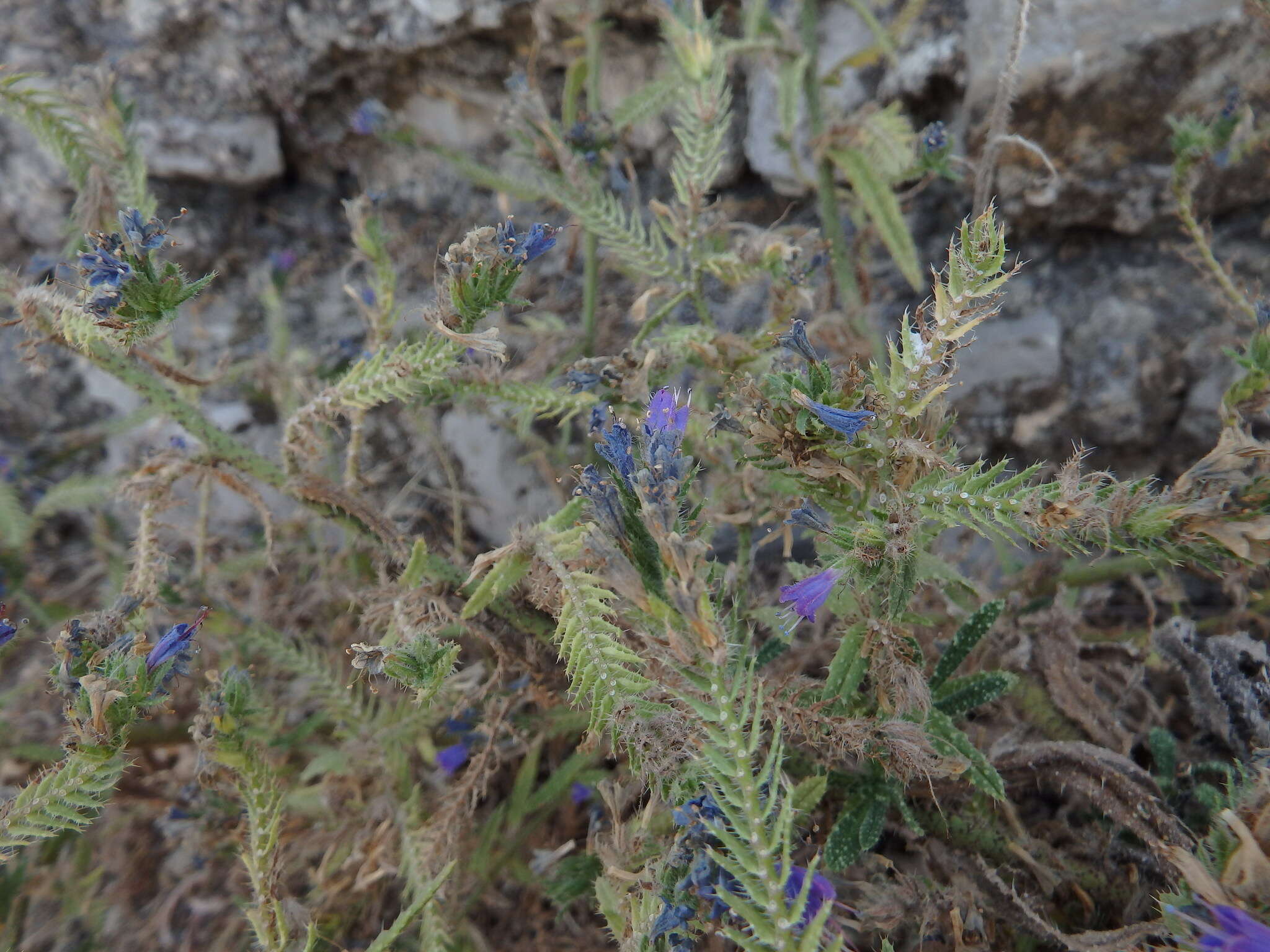 Image of Echium gaditanum Boiss.