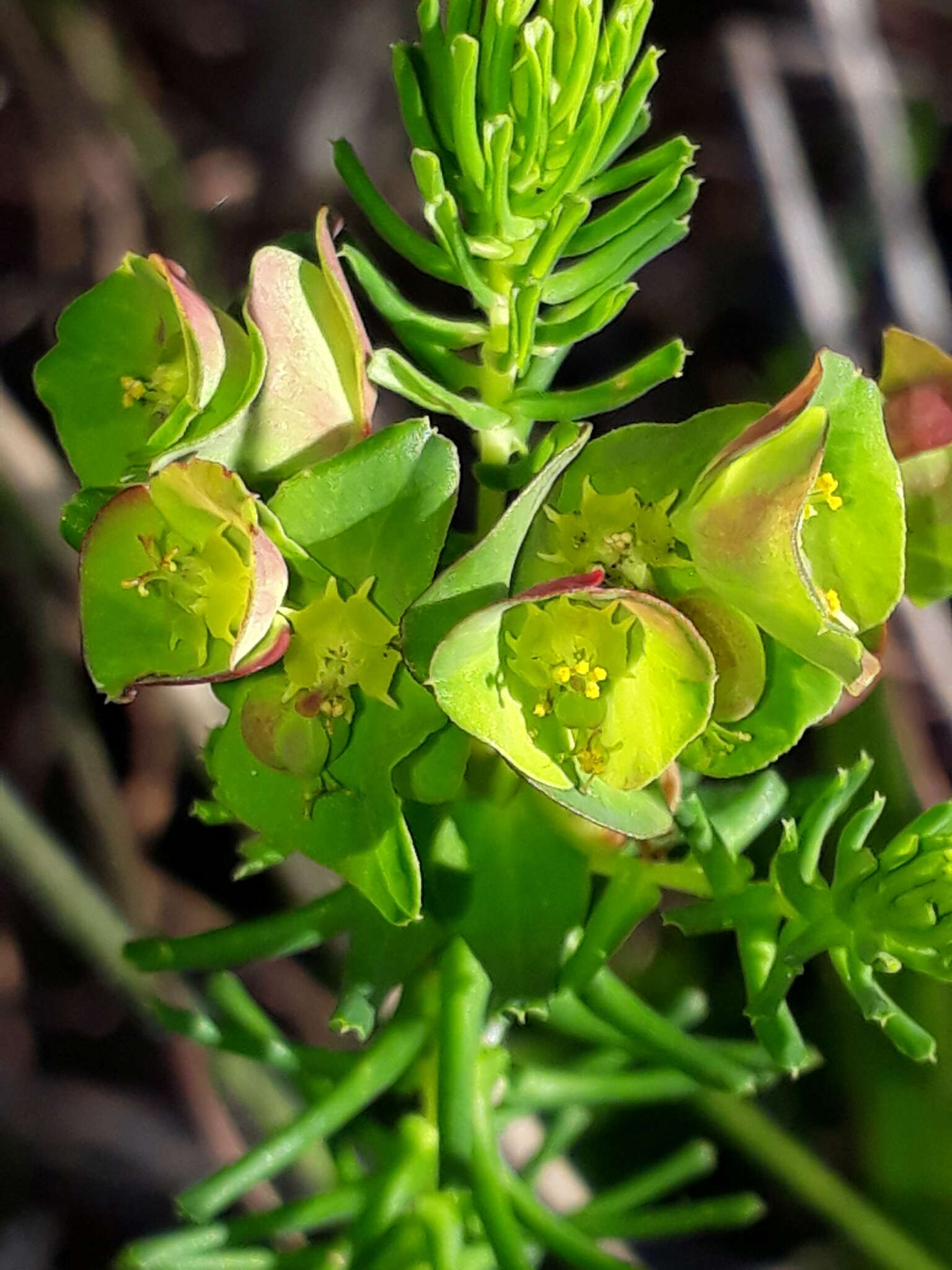 Image of Euphorbia ericoides Lam.