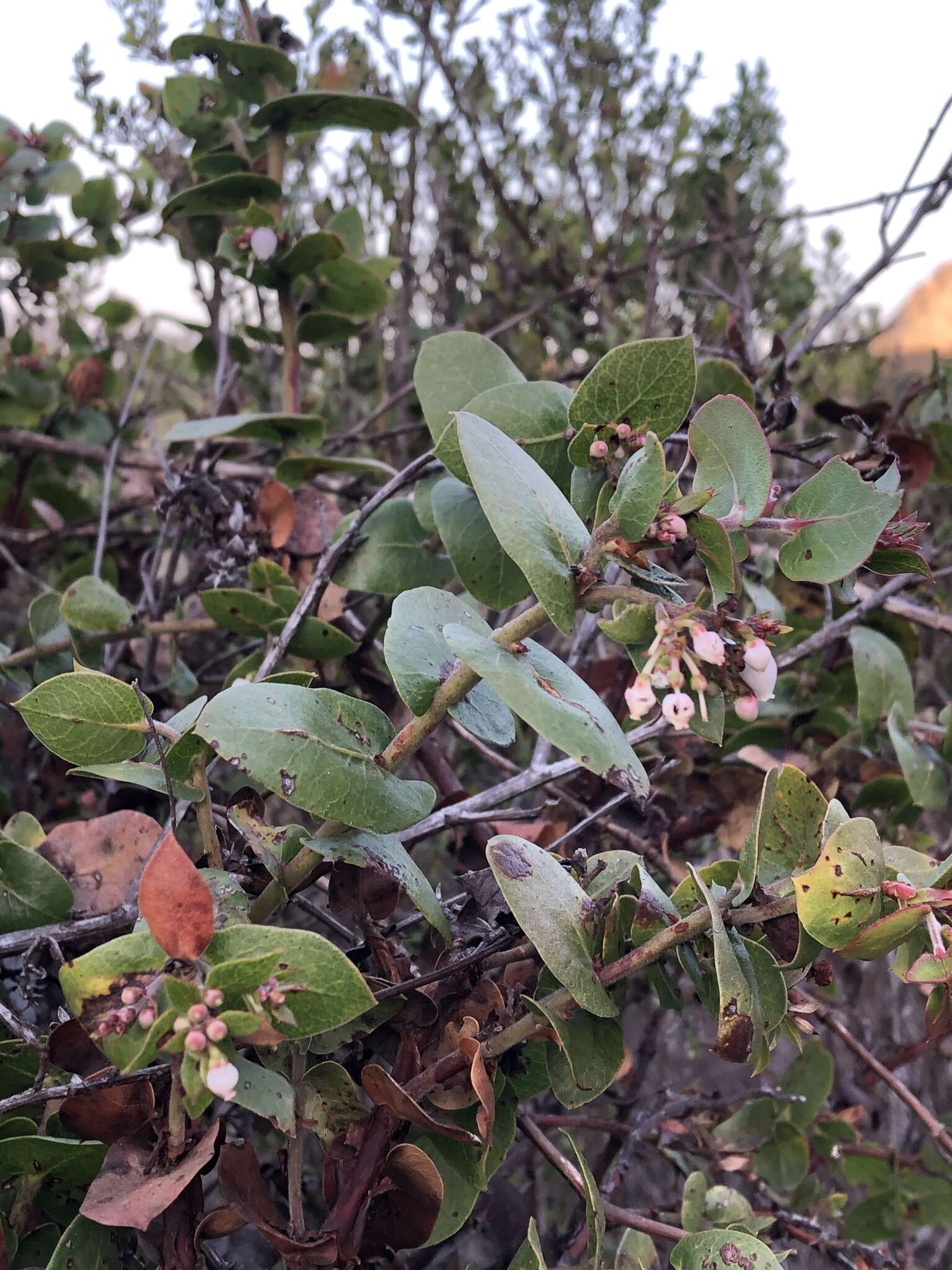 Image de Arctostaphylos osoensis P. V. Wells