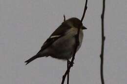 صورة Spinus tristis tristis (Linnaeus 1758)