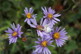 Plancia ëd Aster amellus subsp. bessarabicus (Rchb.) Soó