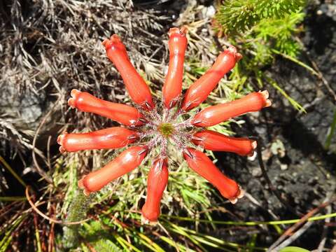 Image of Erica massonii var. minor Benth.