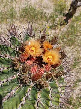 Ferocactus santa-maria Britton & Rose resmi