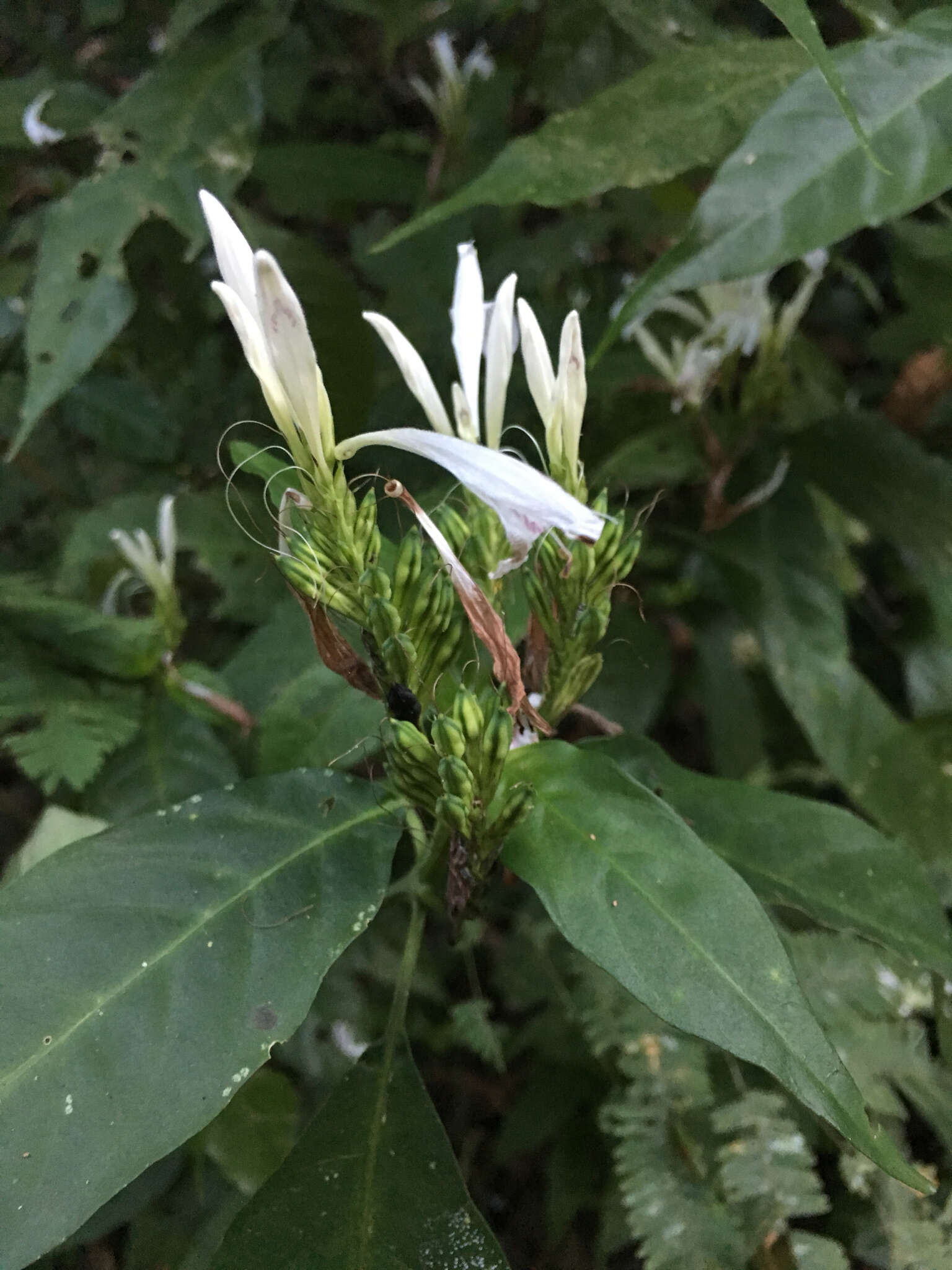 Image de Justicia urophylla (Lindau) D. N. Gibson