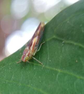 Image of Neocoelidia bilobata (De Long 1953)