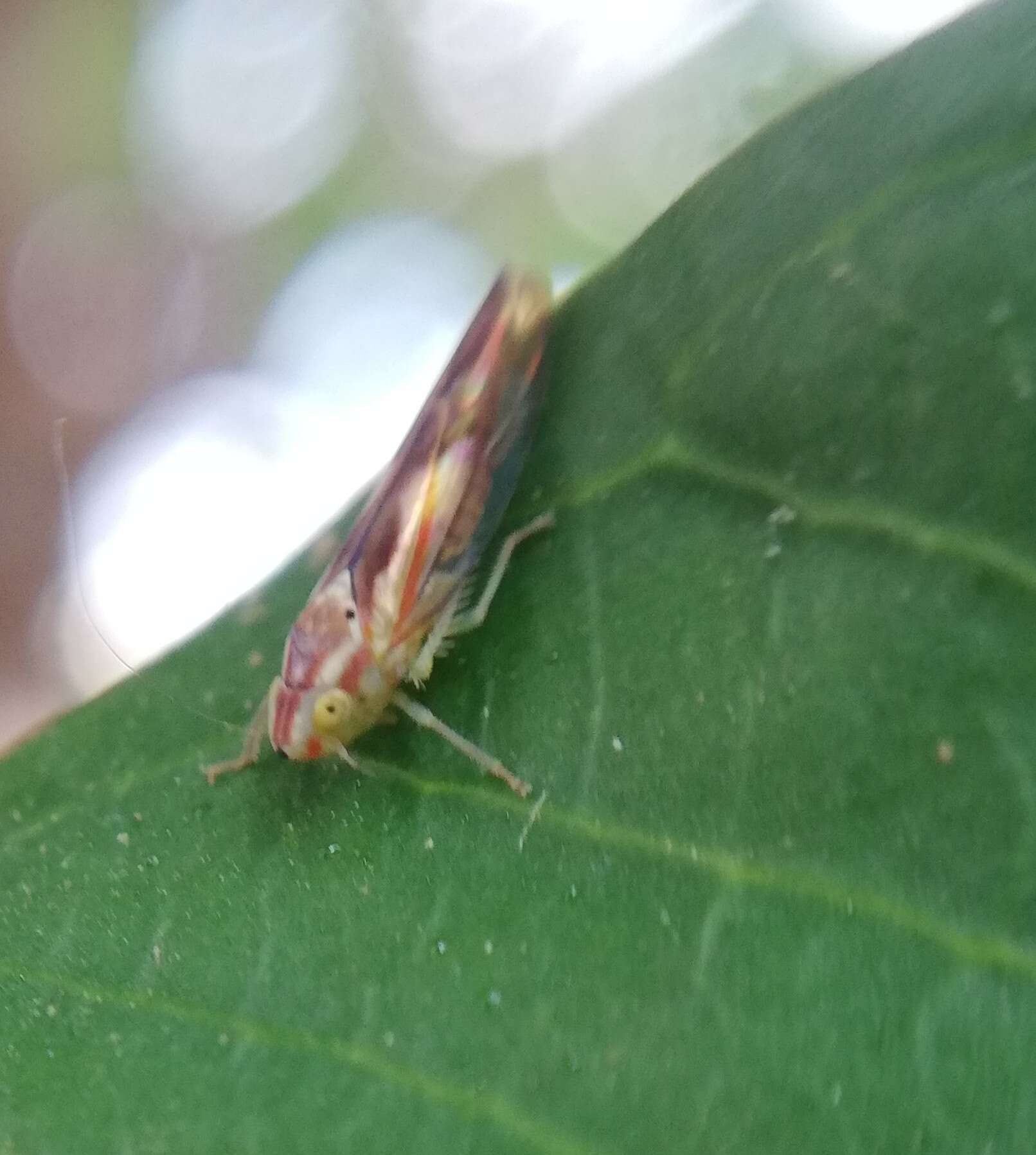 Plancia ëd Neocoelidia bilobata (De Long 1953)