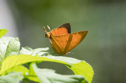 Слика од Loxura atymnus fuconius Fruhstorfer 1912