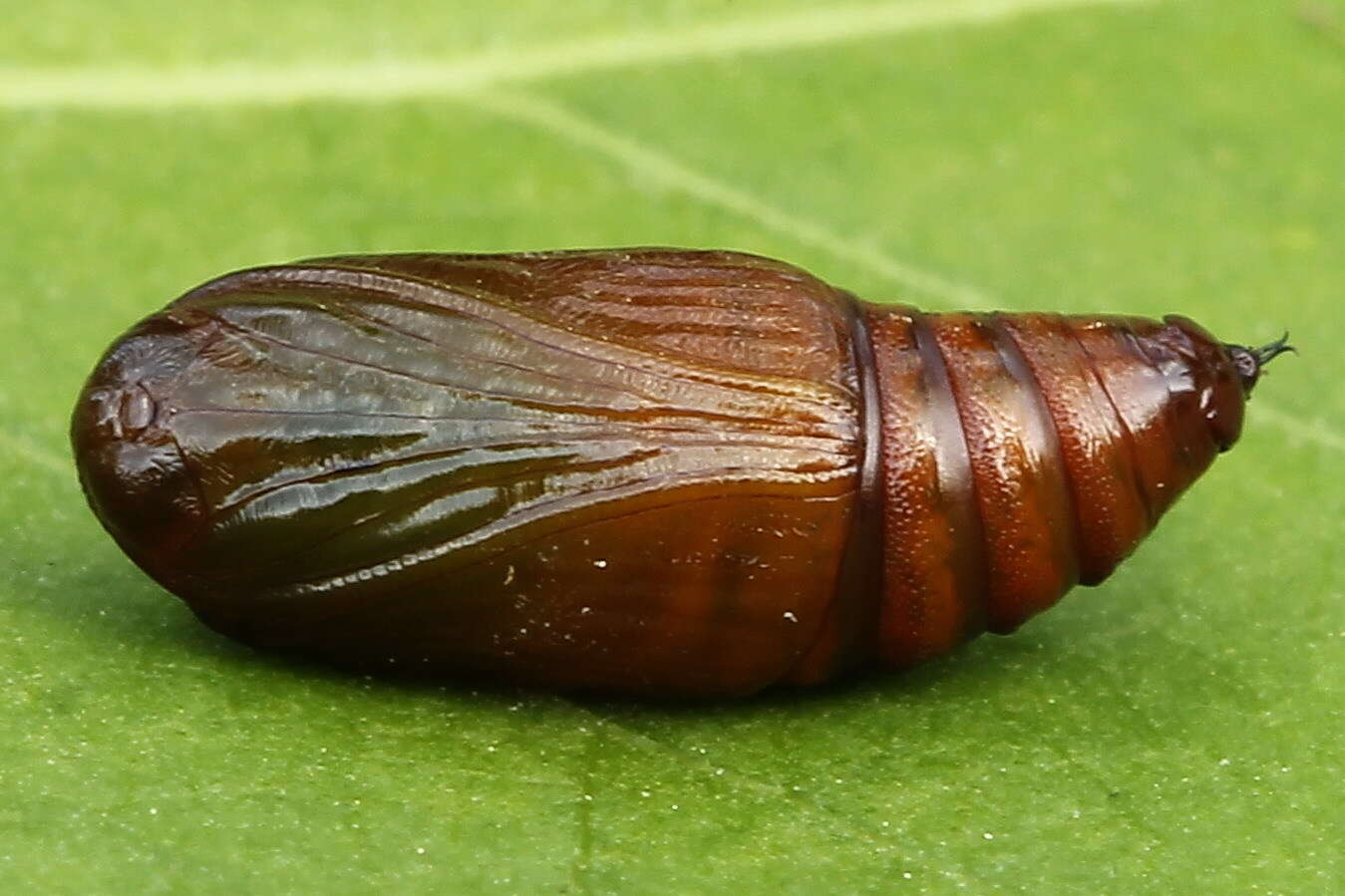 Imagem de Lomographa bimaculata Fabricius 1775