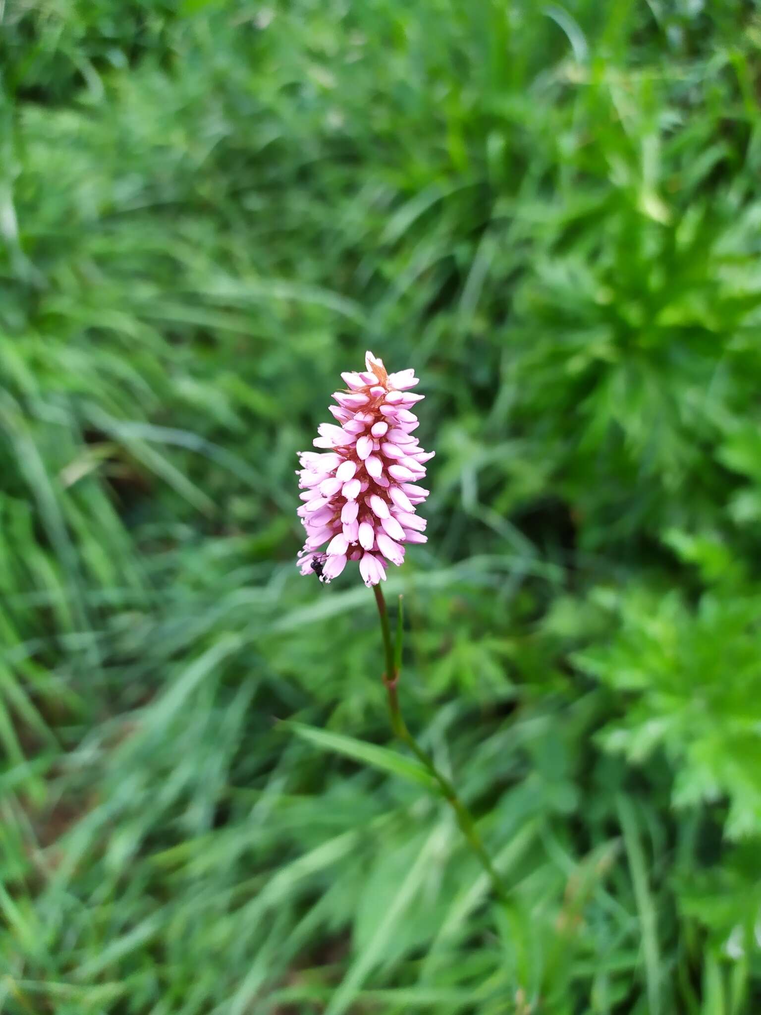 Image of Bistorta officinalis subsp. carnea (C. Koch) Sojak.