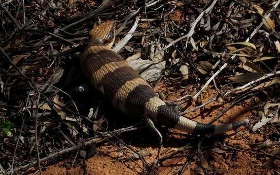 Image of Western blue-tongued lizard