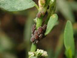 Image of Aphid