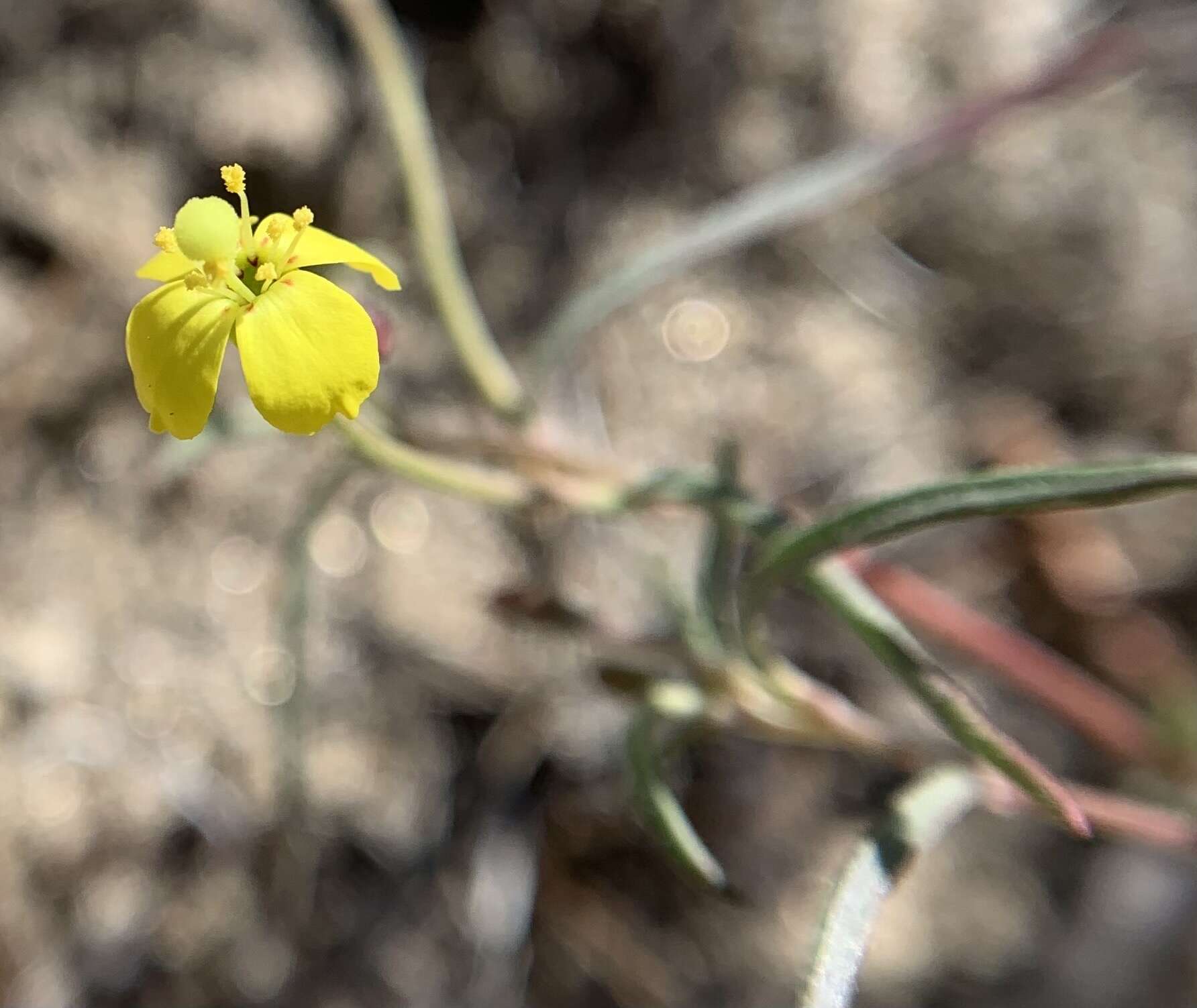 Image of Kern River evening primrose