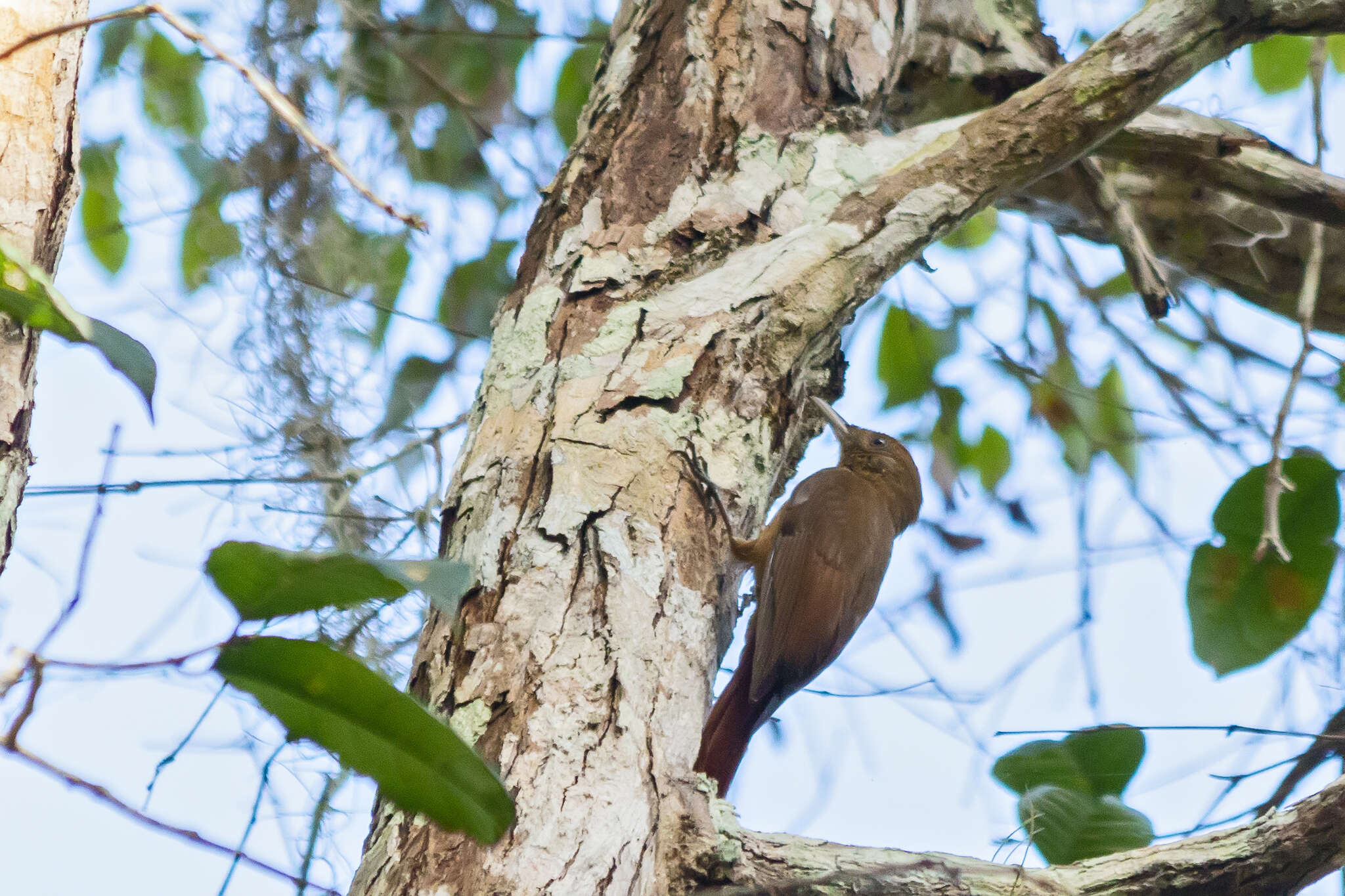 Image of Plain-winged Woodcreeper