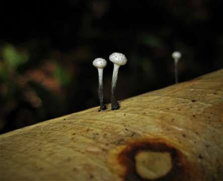 Imagem de Xylaria clusiae K. F. Rodrigues, J. D. Rogers & Samuels 1990