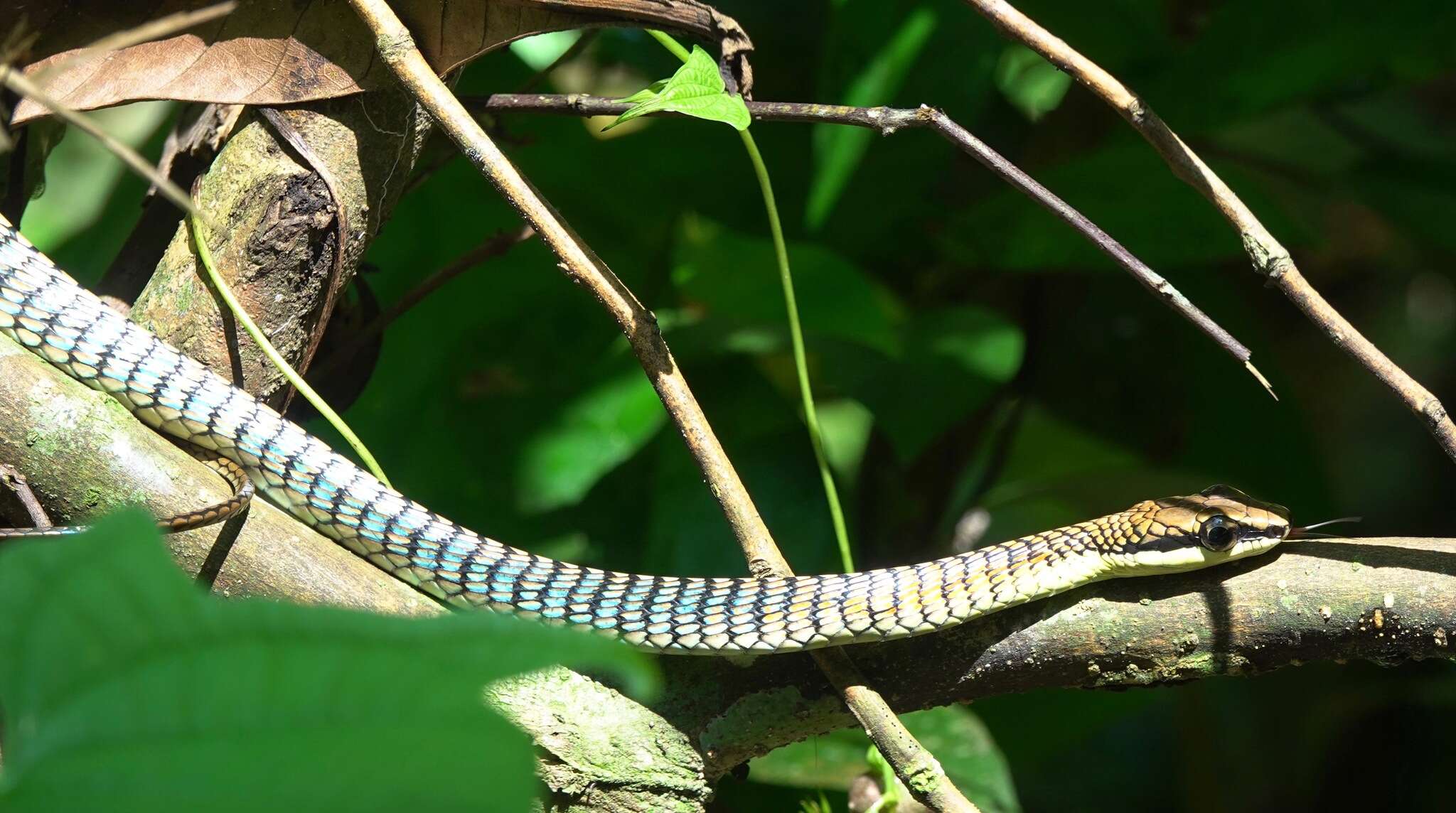 Image de Dendrelaphis kopsteini Vogel & Van Rooijen 2007