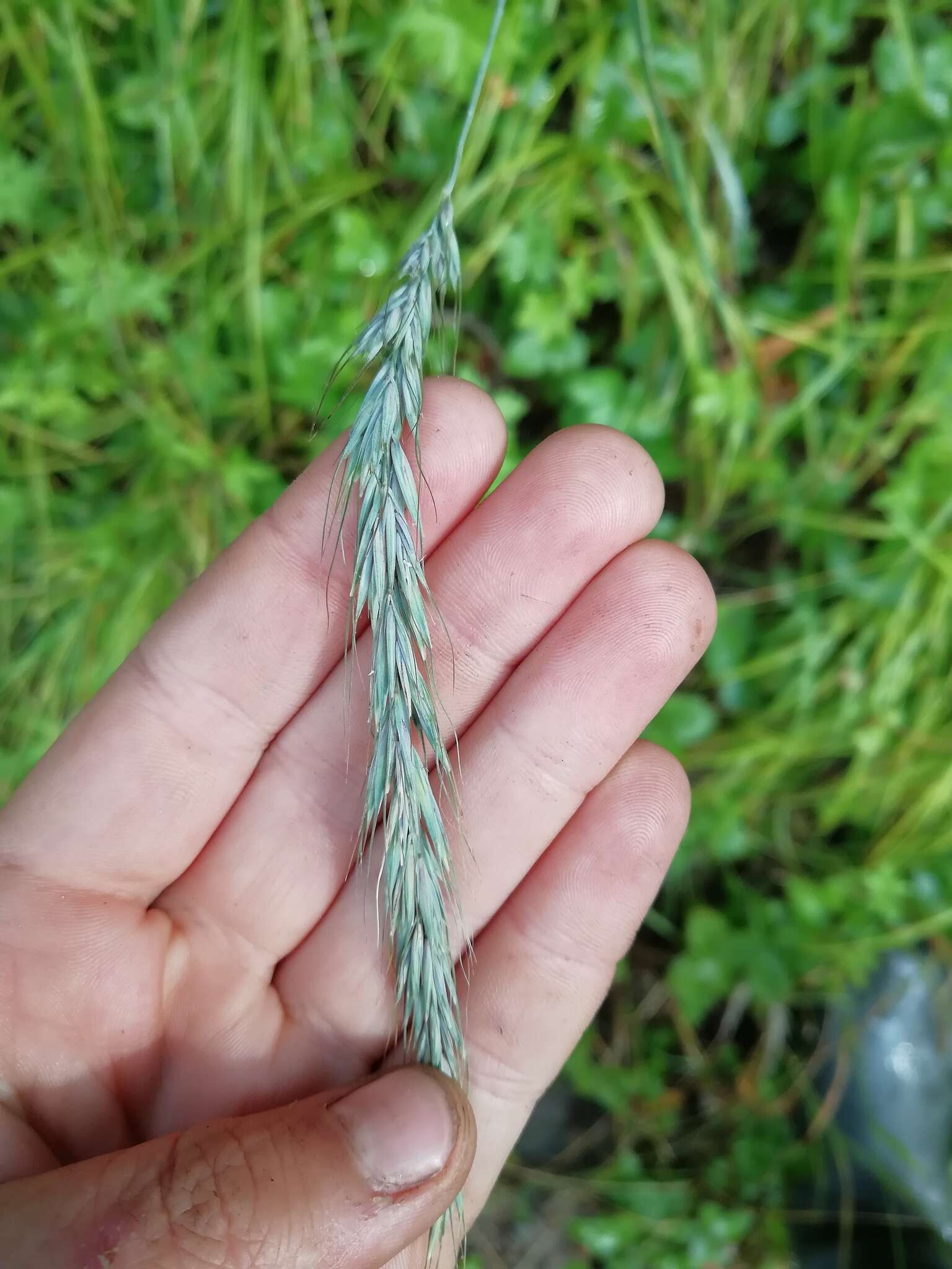 Image of Siberian Wild Rye