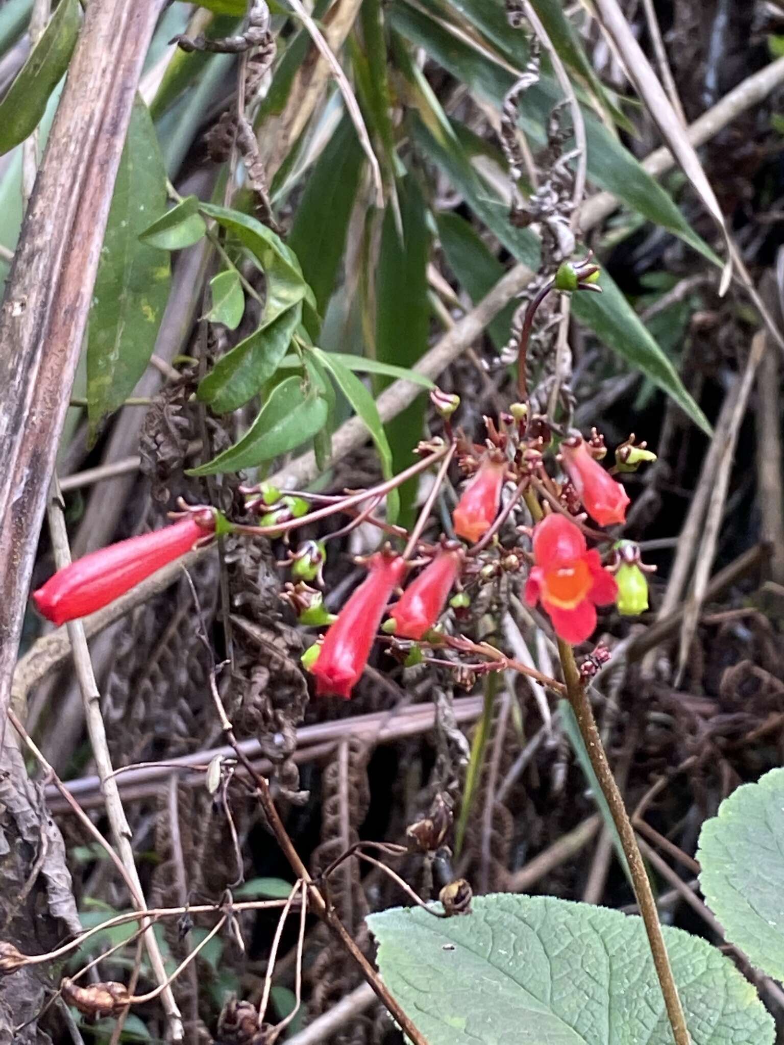 Imagem de Sinningia gigantifolia Chautems