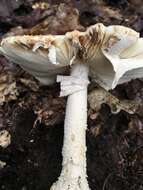 Plancia ëd Amanita subsolitaria (Murrill) Murrill 1941