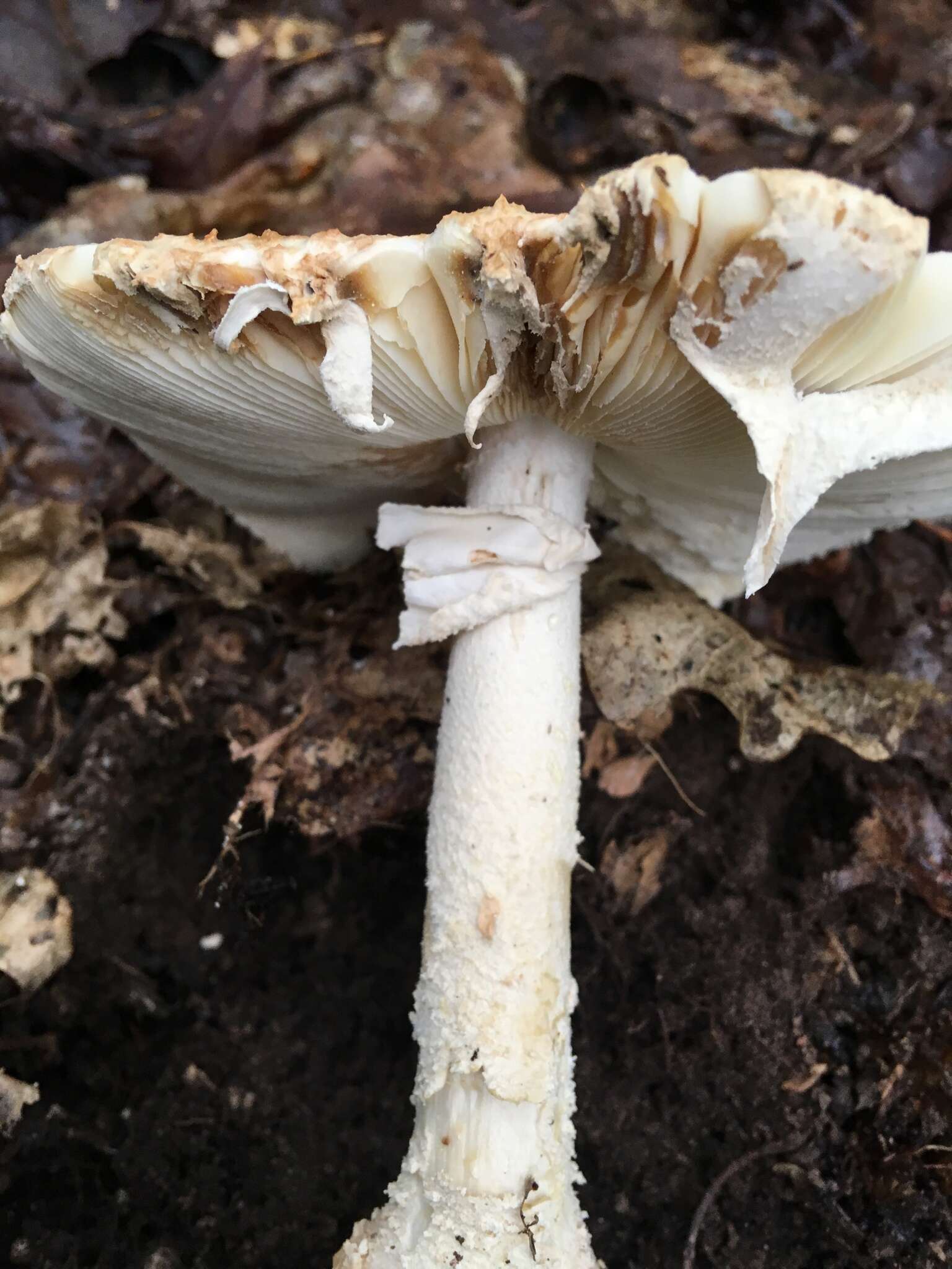 Plancia ëd Amanita subsolitaria (Murrill) Murrill 1941