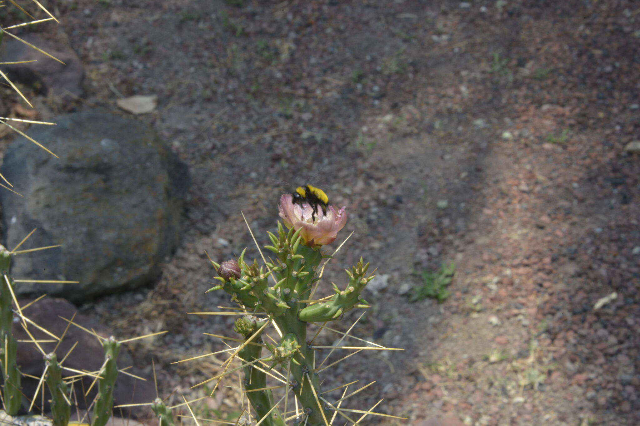 Image de Cylindropuntia kleiniae (DC.) F. M. Knuth