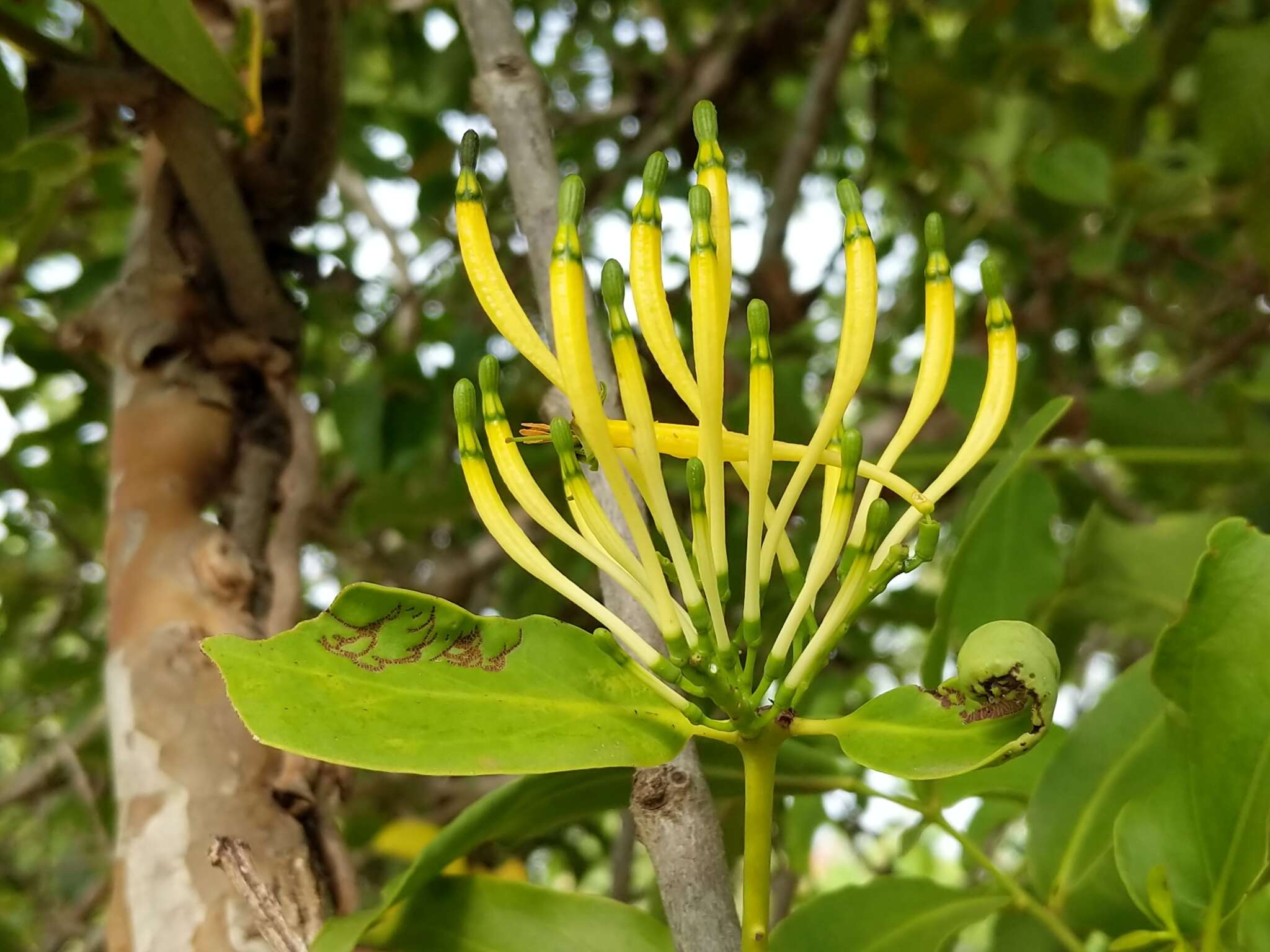 Слика од Dendrophthoe falcata (L. fil.) Bl.