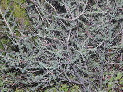 Image of Adenocarpus anisochilus