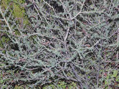 Plancia ëd Adenocarpus anisochilus