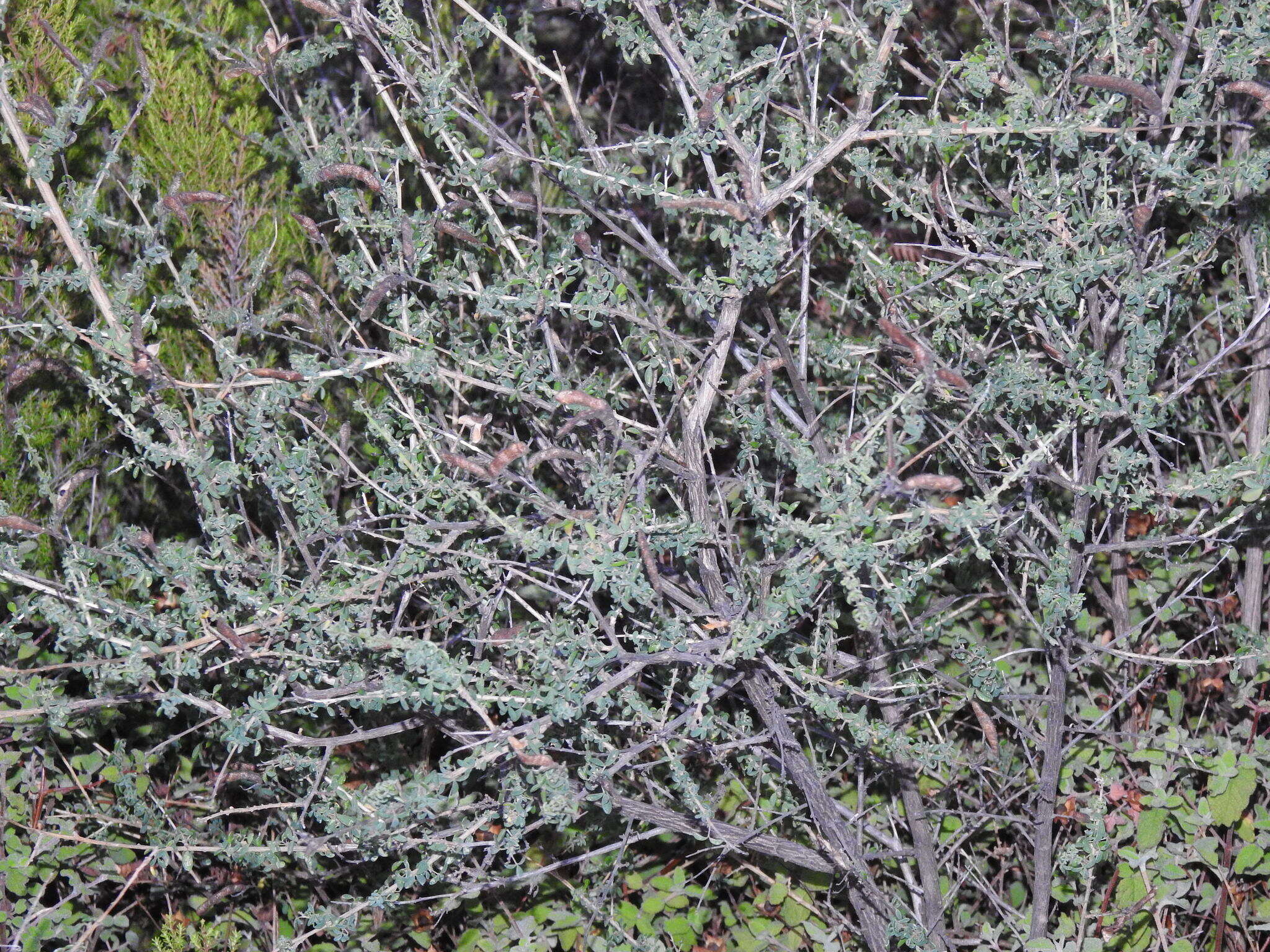Plancia ëd Adenocarpus anisochilus