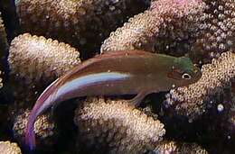 Image of Arc-eye Hawkfish