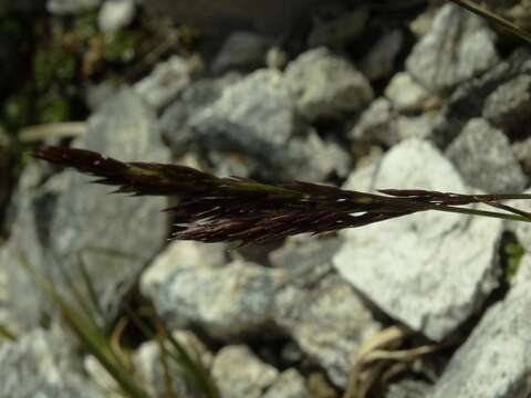 Image of Agrostis muelleriana Vickery