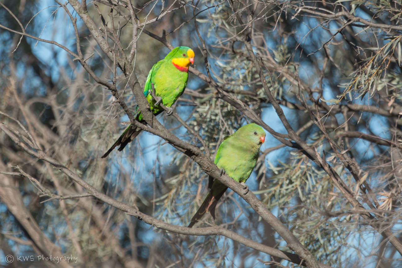 Image of Barraband Parakeet