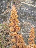 Image de Orobanche austrohispanica M. J. Y. Foley