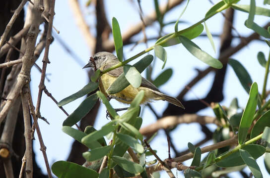 Image of Cape Penduline Tit