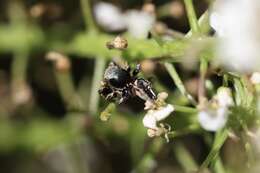 Image of Habronattus schlingeri (Griswold 1979)