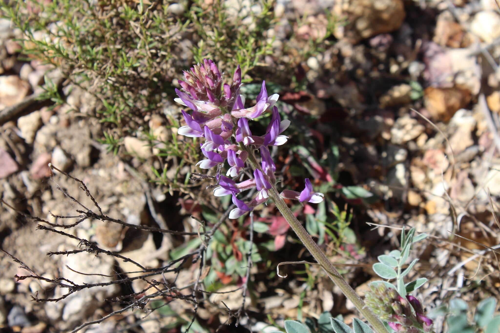 Image of woolly locoweed