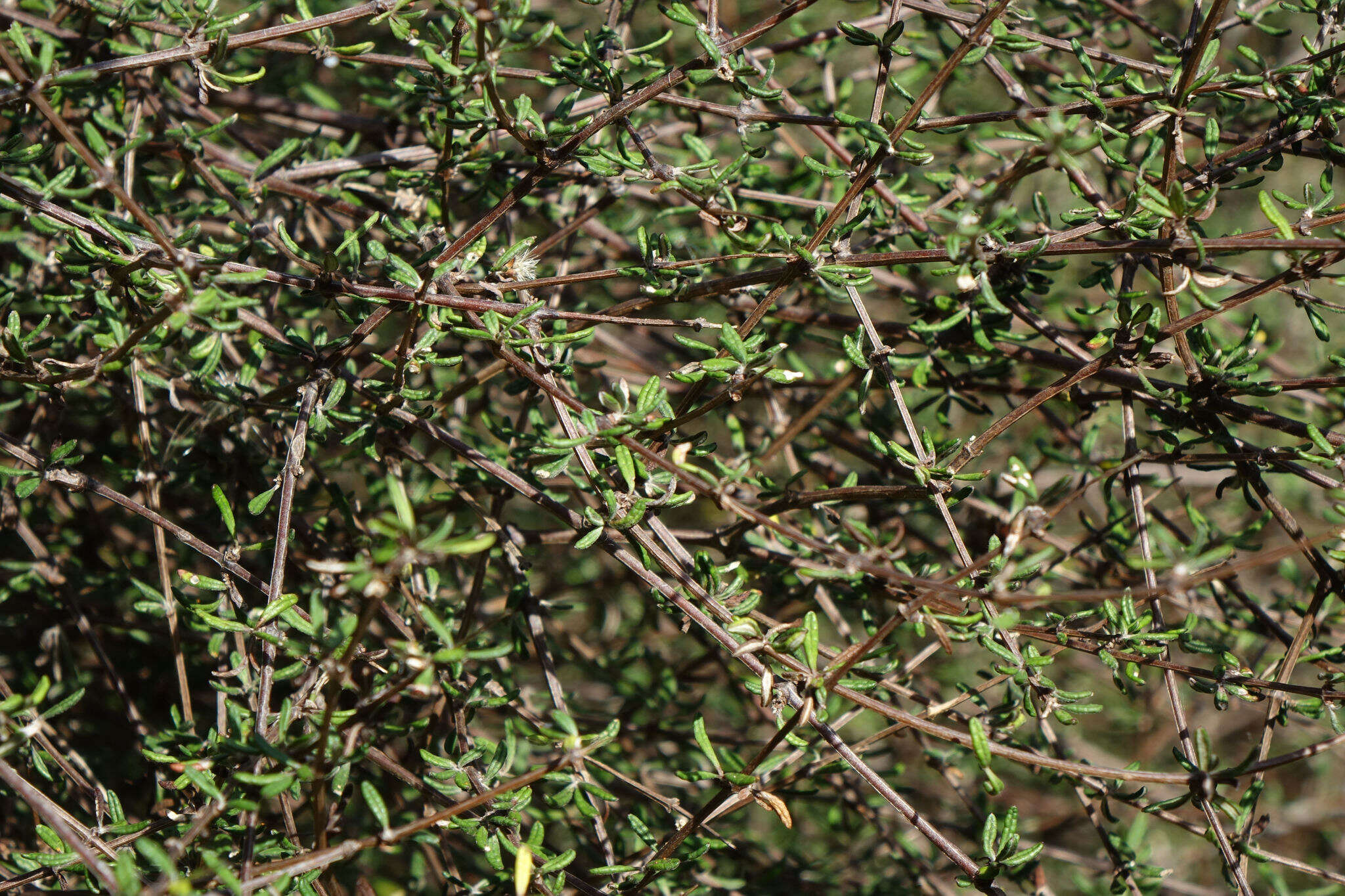 Image of Olearia bullata H. D. Wilson & P. J. Garnock-Jones