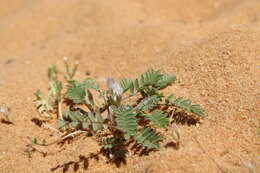 Imagem de Astragalus tribuloides Delile