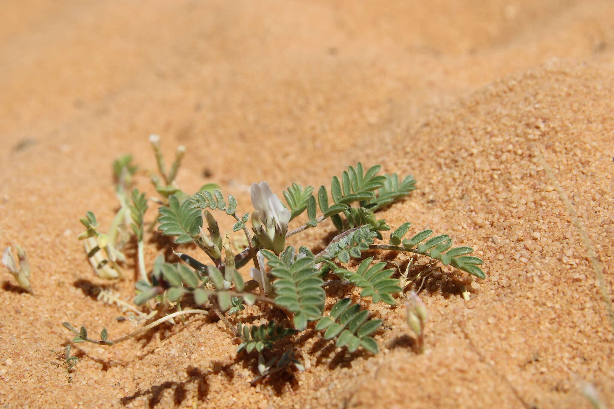 Imagem de Astragalus tribuloides Delile