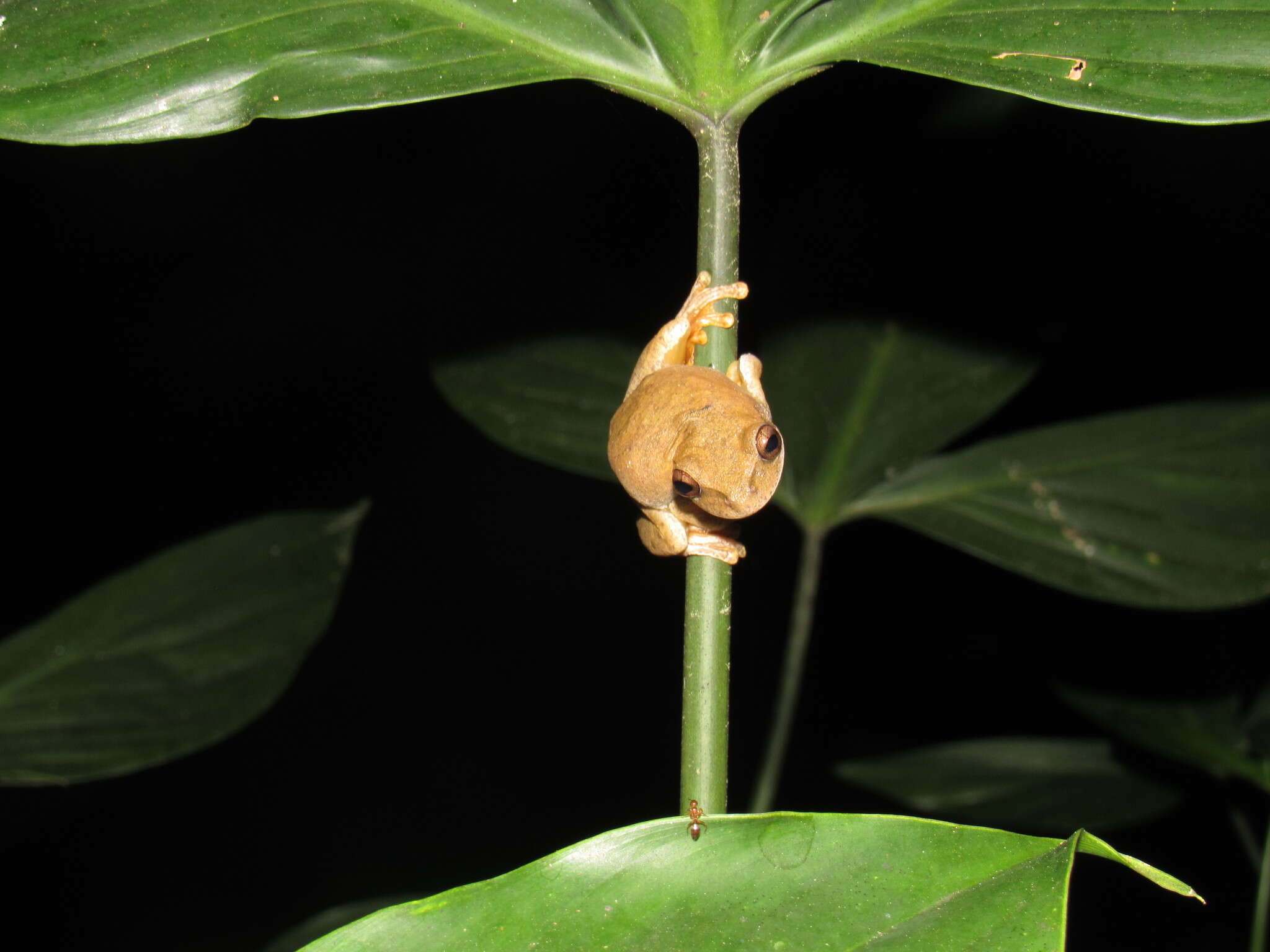 Plancia ëd Ptychohyla euthysanota (Kellogg 1928)