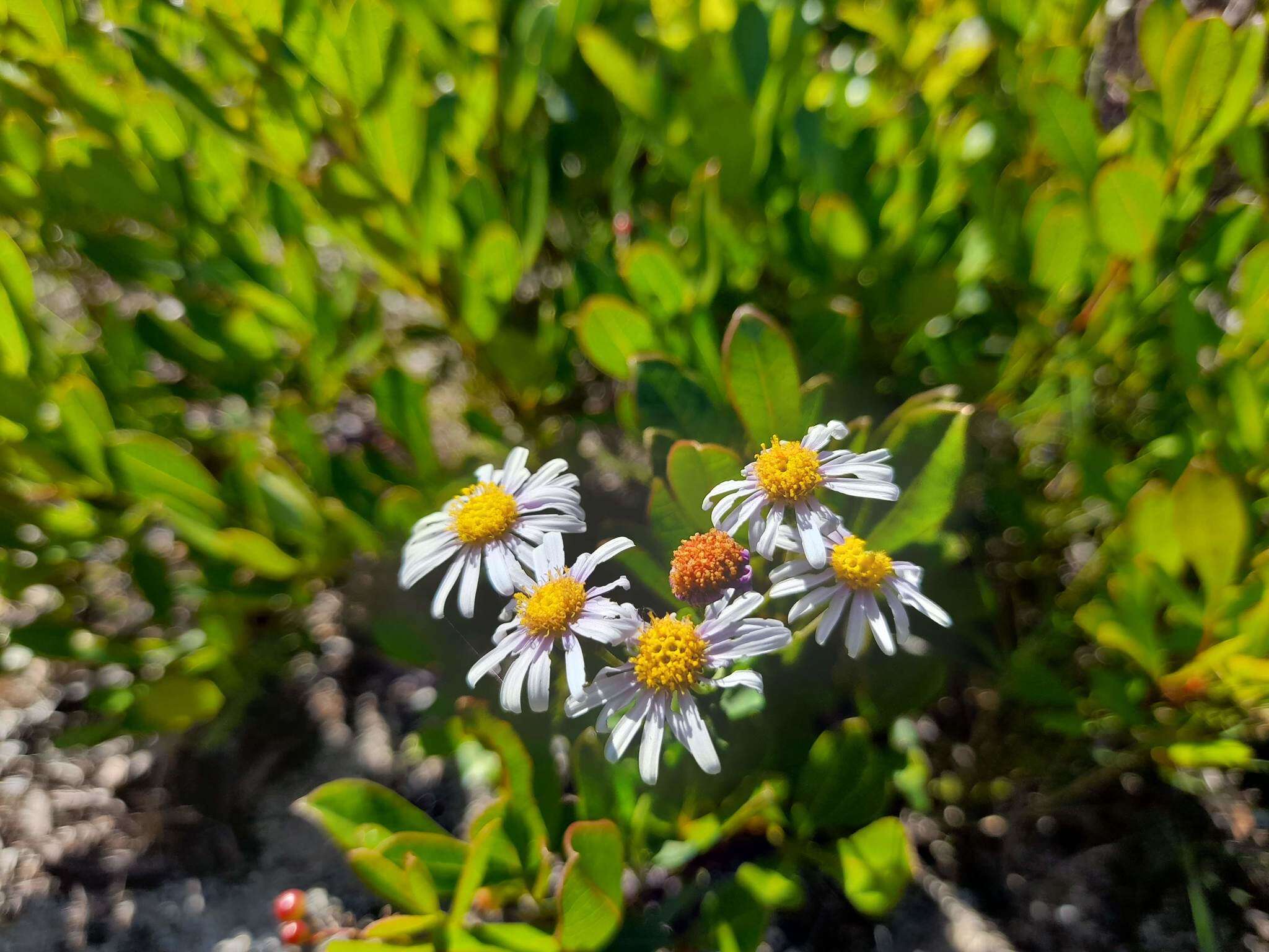 Image of Felicia erigeroides DC.