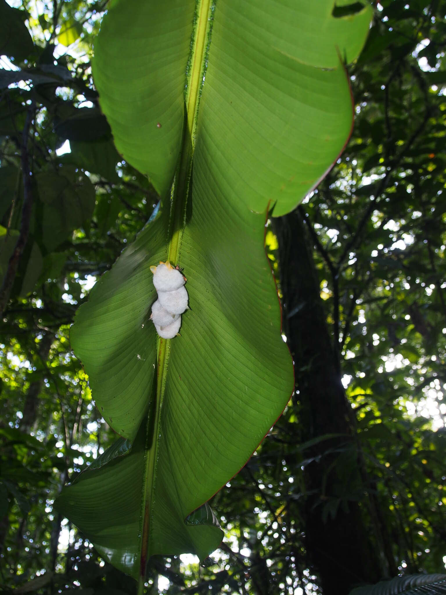 Image of Ectophyllina Baker, Solari, Cirranello & Simmons 2016