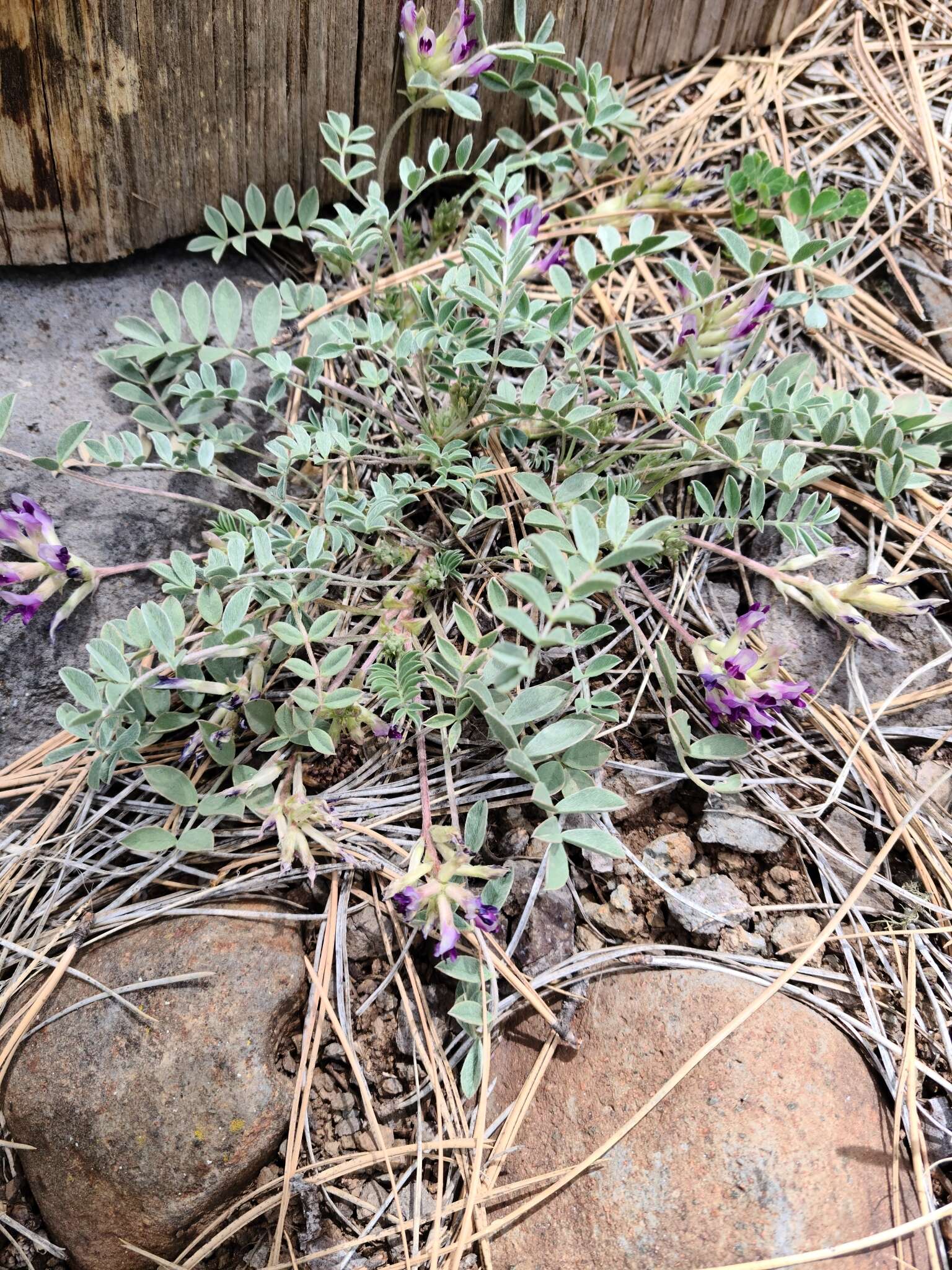 Sivun Astragalus castaneiformis S. Wats. kuva