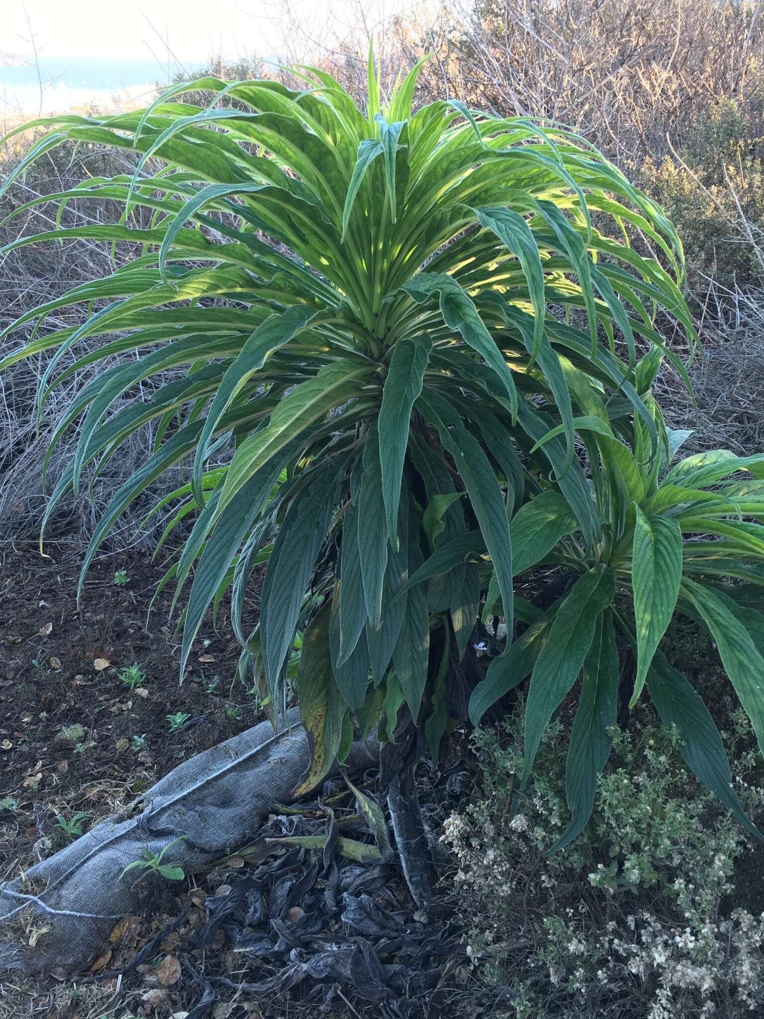 Imagem de Echium pininana Webb & Berth.