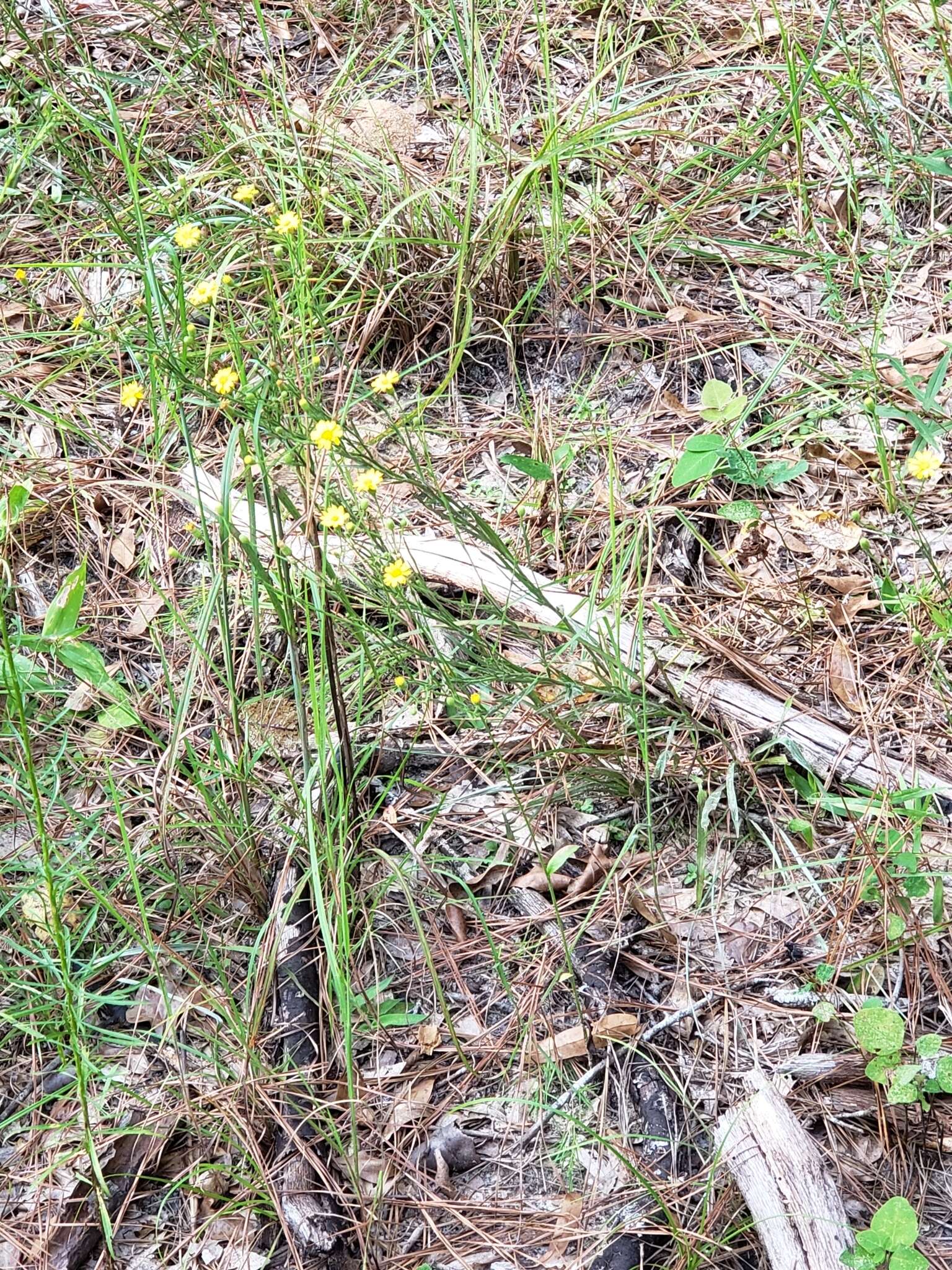 Image of Carolina silkgrass