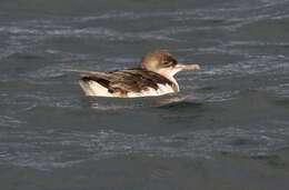 Image of Fluttering Shearwater