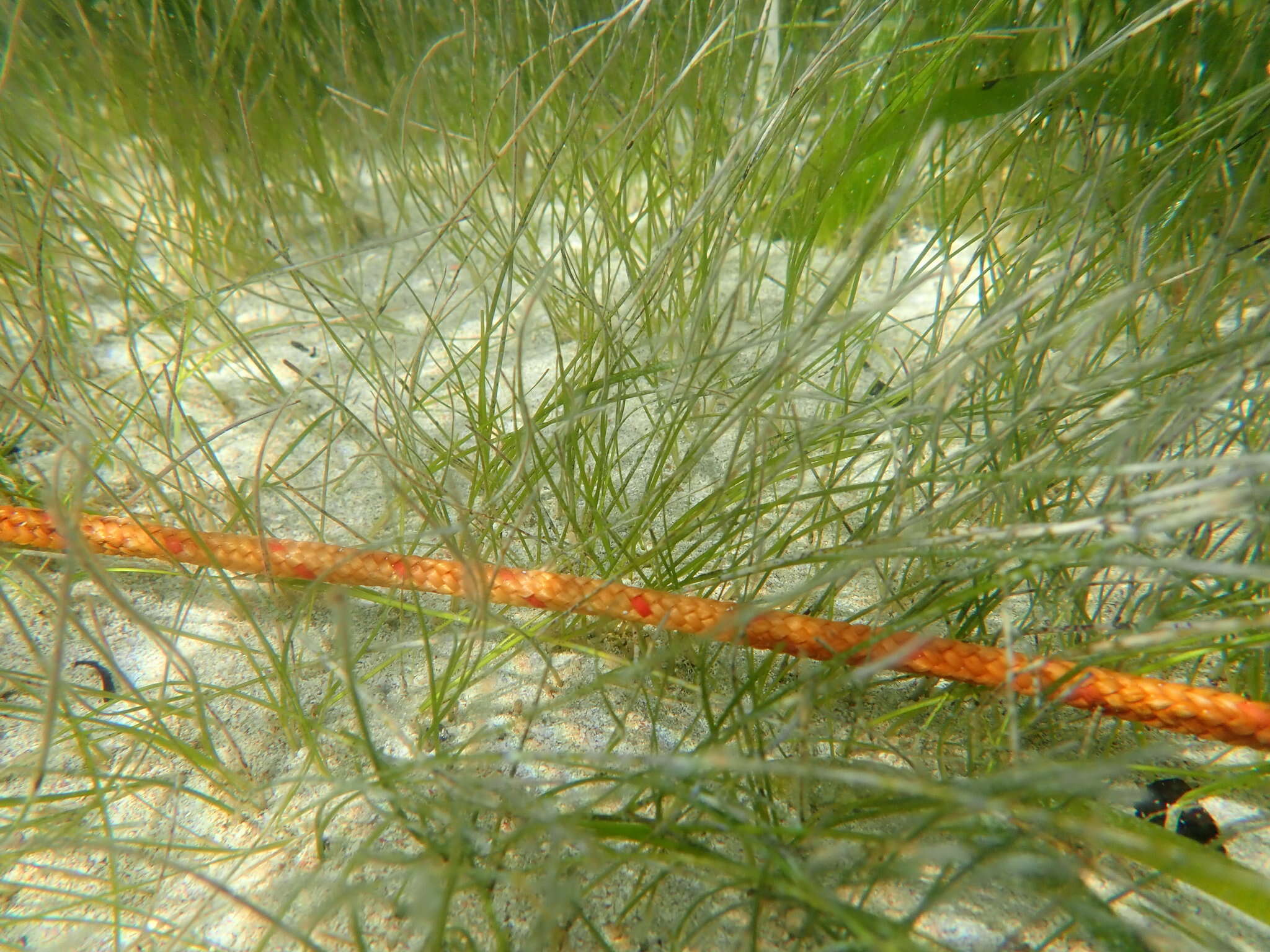 Image of Shoalgrass