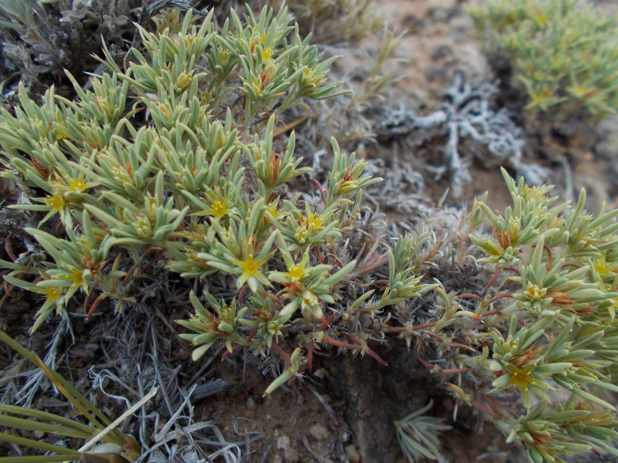 Слика од Paronychia sessiliflora Nutt.