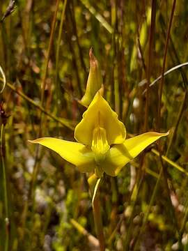 صورة Disa tenuifolia Sw.